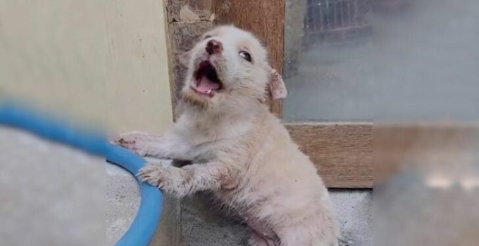 Tiny Dog Abandoned At A Local Market Cries Loudly, Hoping For Kindness