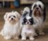 Meet 12 Small Fluffy Dogs: Adorable Breeds to Bring Home