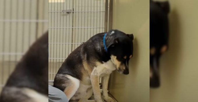 This Sad Dog Wouldn’t Stop Staring At The Wall After Being Returned To The Shelter