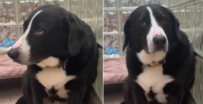 The Sad Dog Couldn’t Understand Why His “Only Family” Abandoned Him After 8 Years