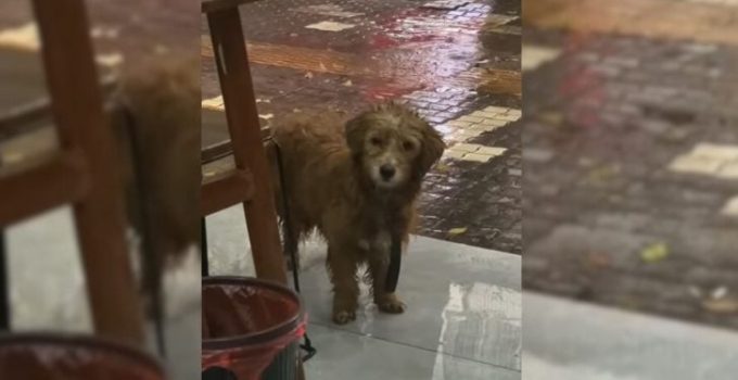 Tiny Stray Dog Waits In Front Of A Restaurant, Hoping That People Will Give Him Some Food