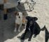 This Woman’s Trip Took A Sudden Turn When She Came Across 2 Adorable Stray Dogs