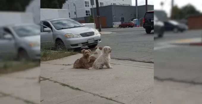 Dog Family Would Not Leave The Place Where They Were Abandoned Until They Met Their Rescuers