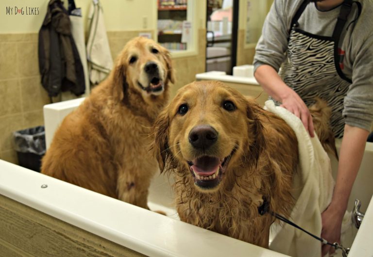 dog bath