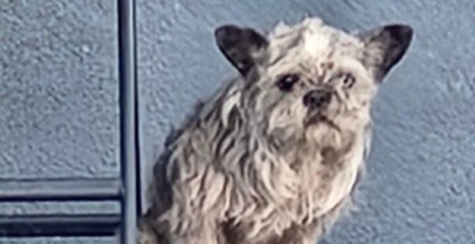 Tiny Dog Shows Up On A Random Porch, Begging For Someone To Give Her A Chance