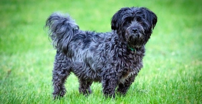 Affenchon Essentials: Understanding Your New Best Friend’s Needs