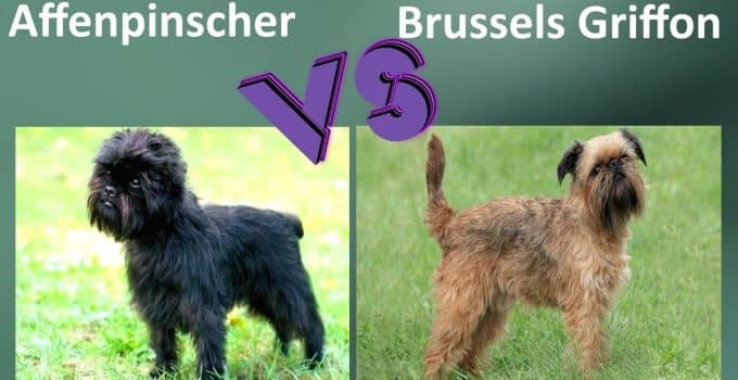 Affenpinscher vs Brussels Griffon: The Great Debate