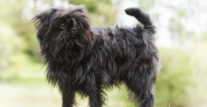 Tiny Paws, Big Heart: Unveiling the Charm of the Affenshire