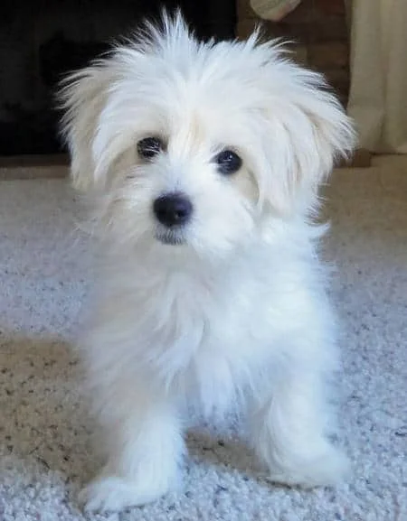 Bichon and Chihuahua: small mixed breed dogs
