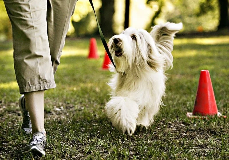 benefits of a well trained dog