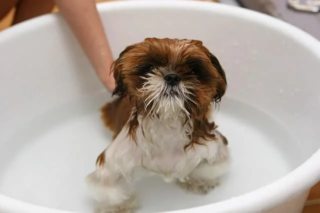 DIY dog grooming