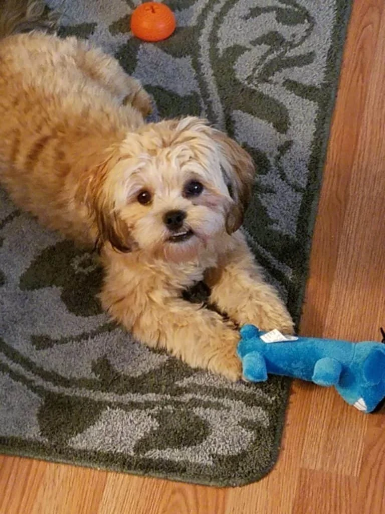our beloved shorkie poo Koada