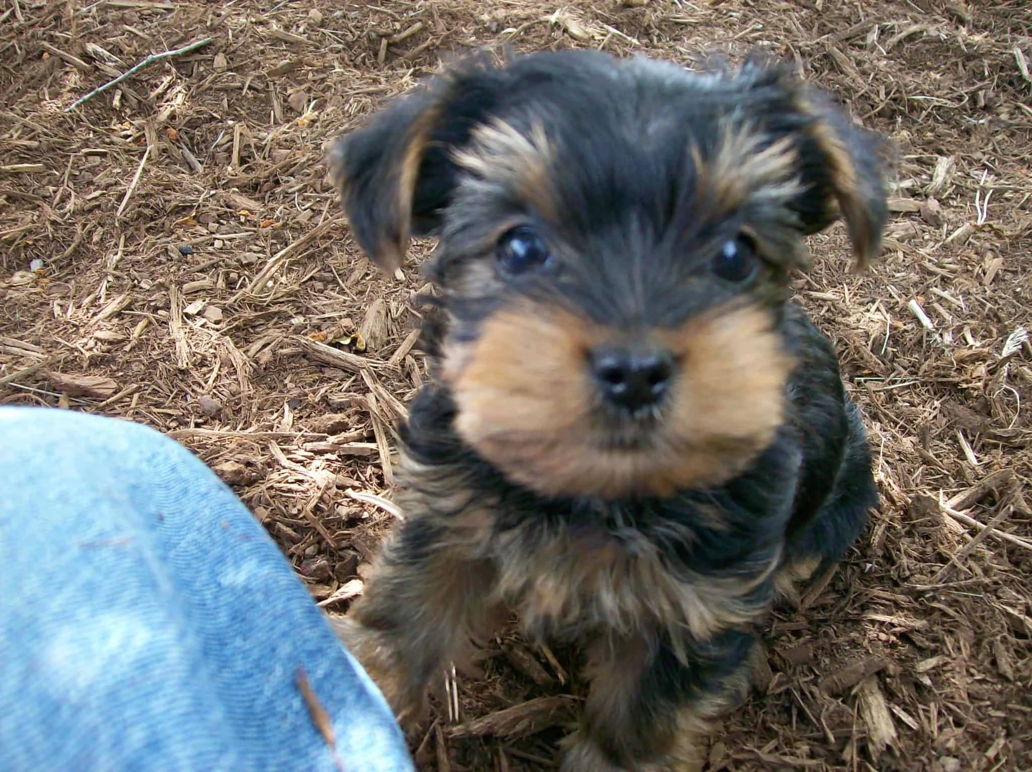 Corkie
