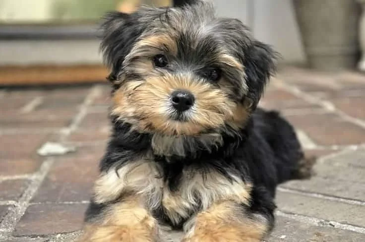 Top 12 Facts a Morkie Owner Needs to Know