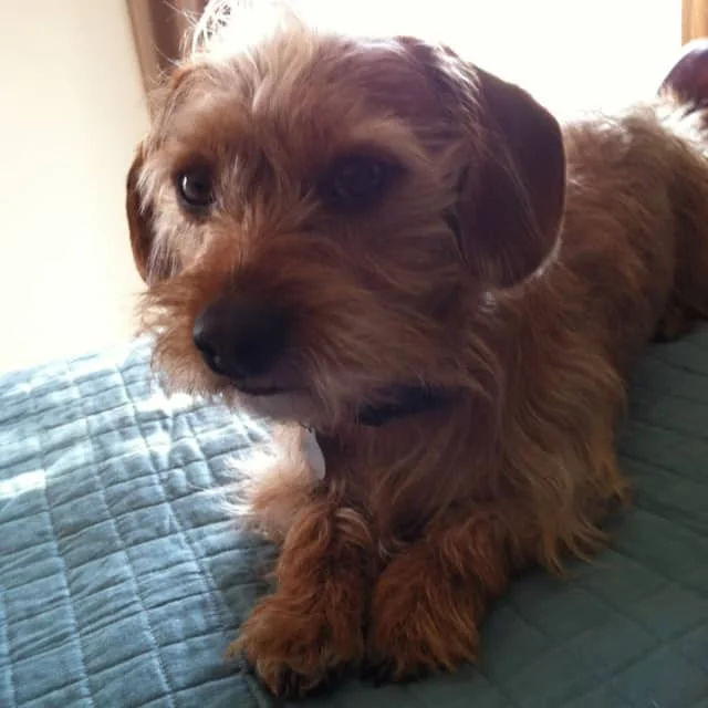 A Schweenie Little Dog