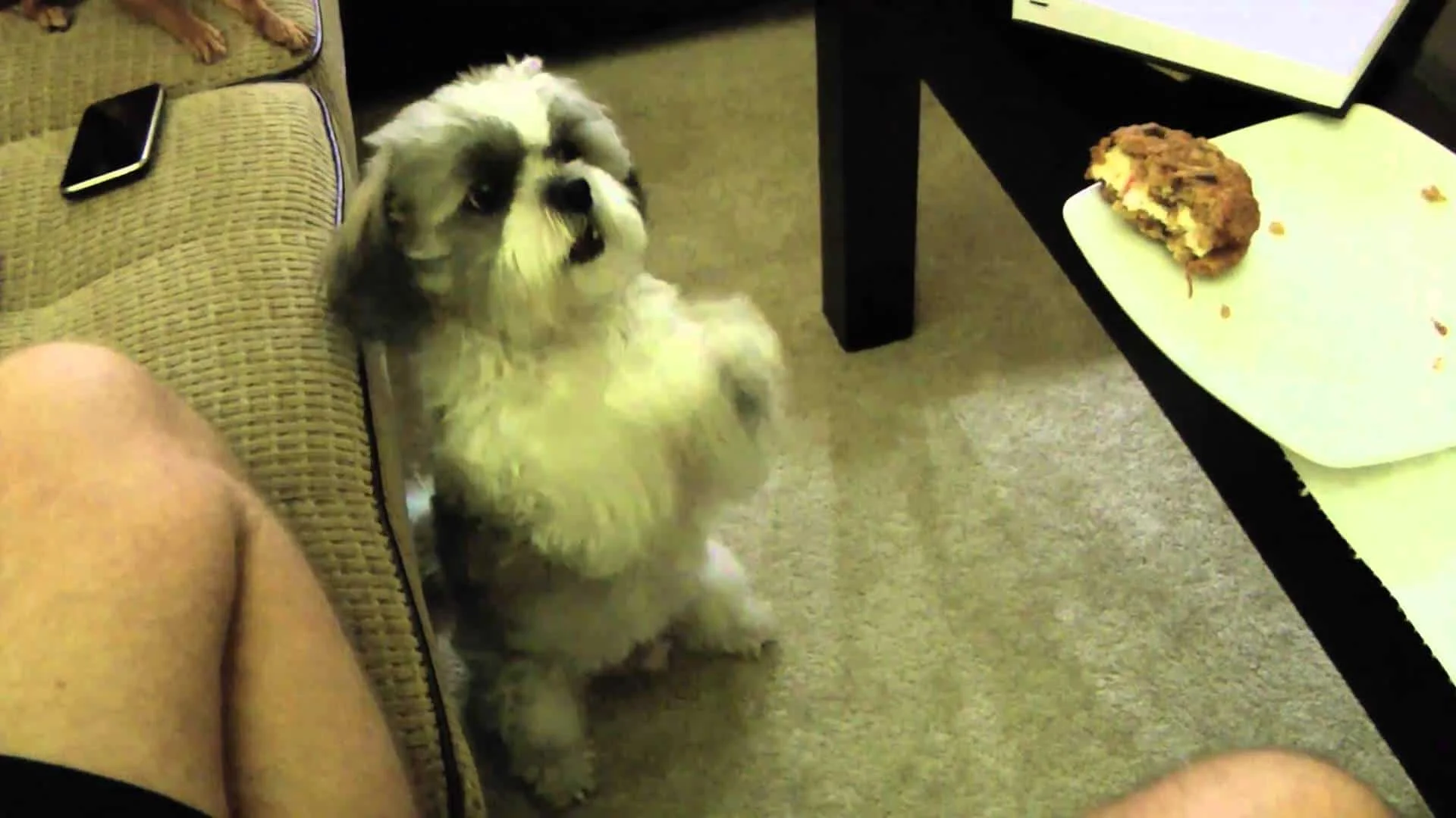 Skipp the Shih Tzu