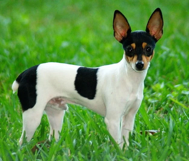 taco terrier