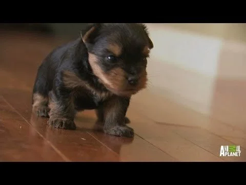 Yorkie Pups