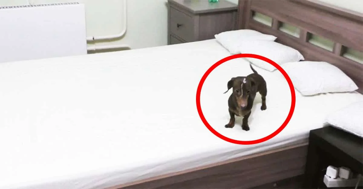 dachshund goes nuts on bed