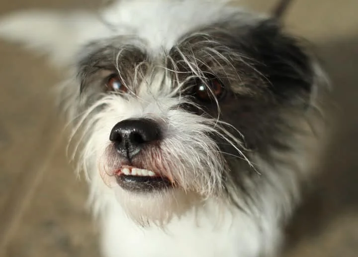 s a ack Tzu right for you?
