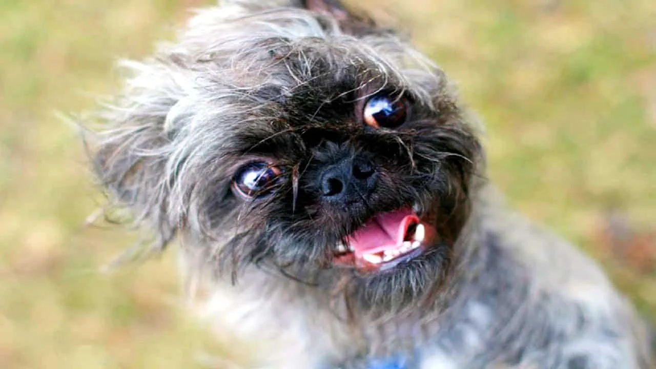 Funny Shih Tzus Video