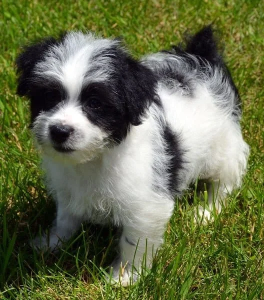 Is a Yorkie Poo right for you?