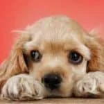cocker spaniel