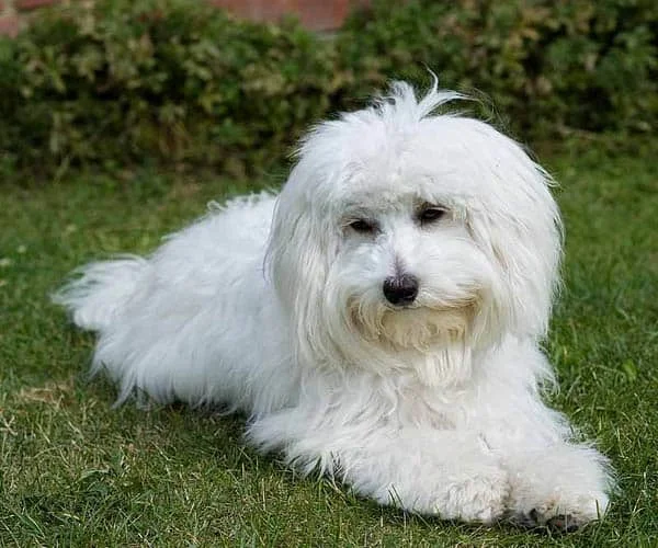 What a cute Maltichon