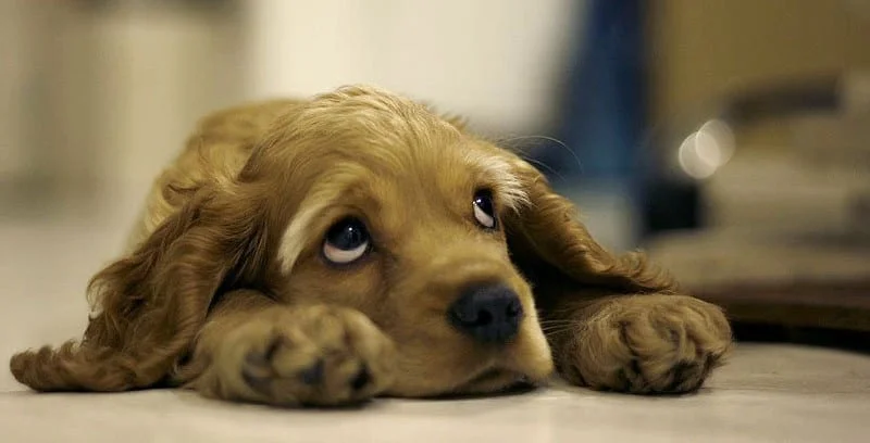 separation anxiety in dogs