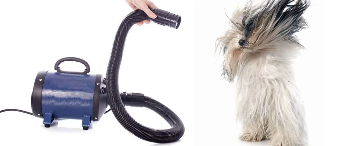 How To Dry a Dog Using a Dog Blow Dryer