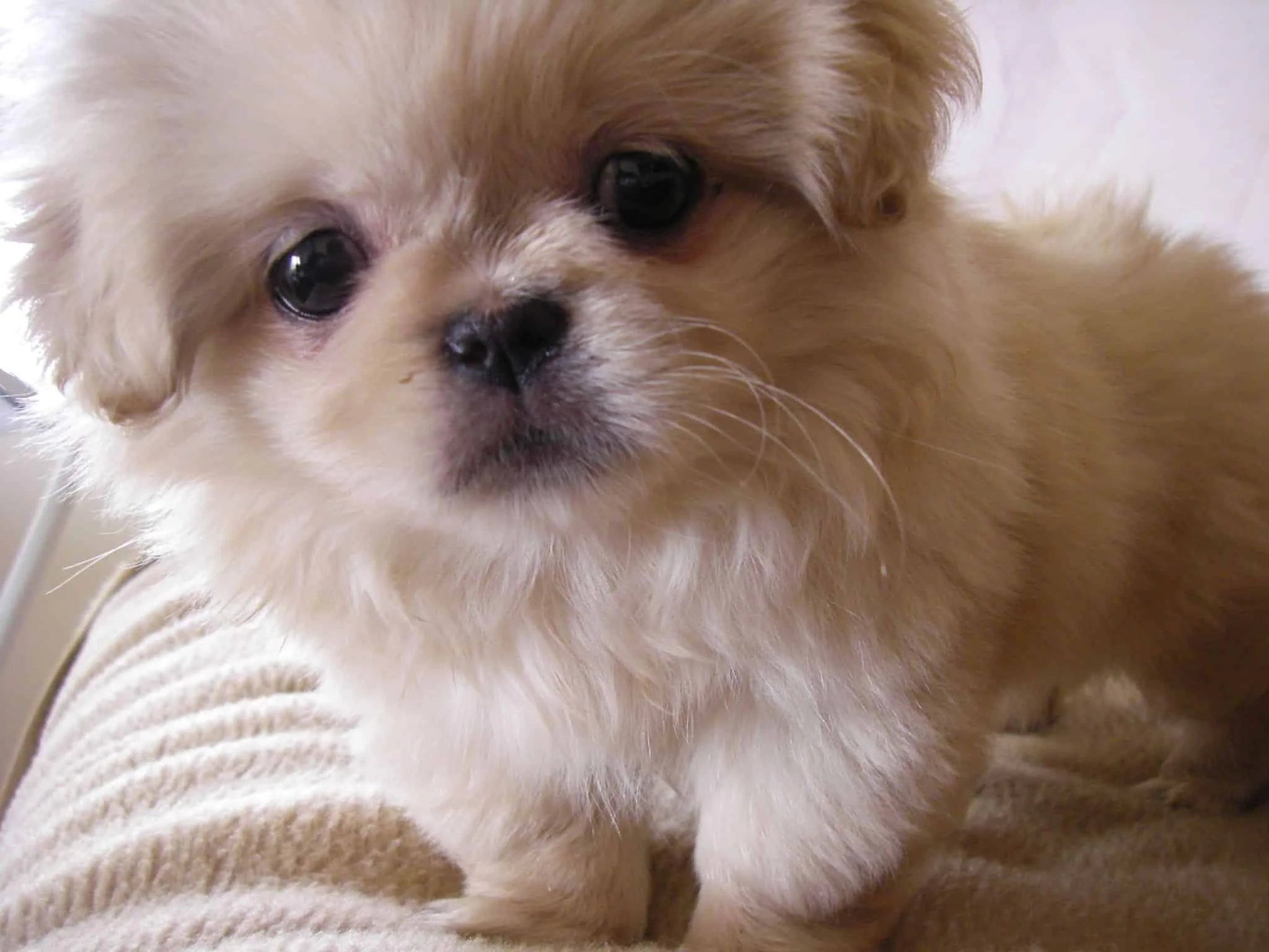 my new pupy
