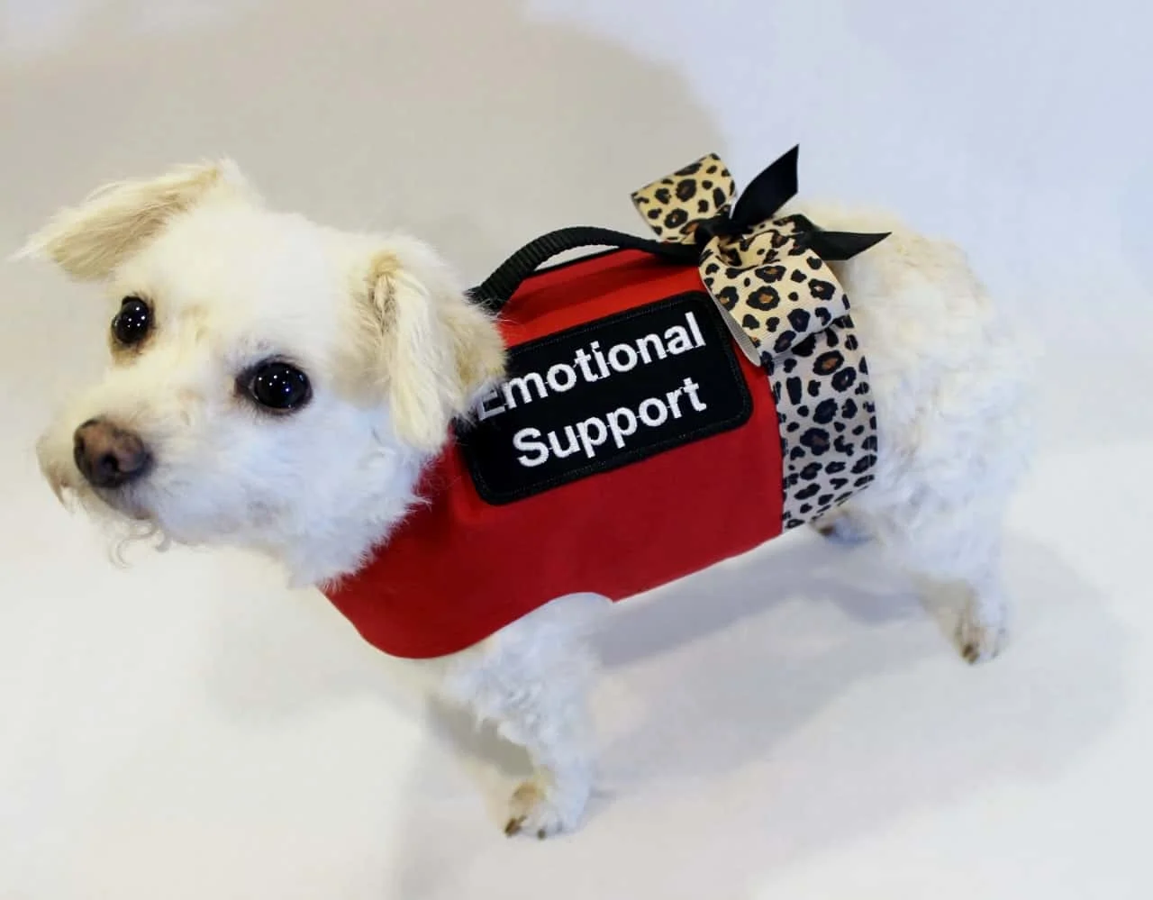 service dog for anxiety and depression