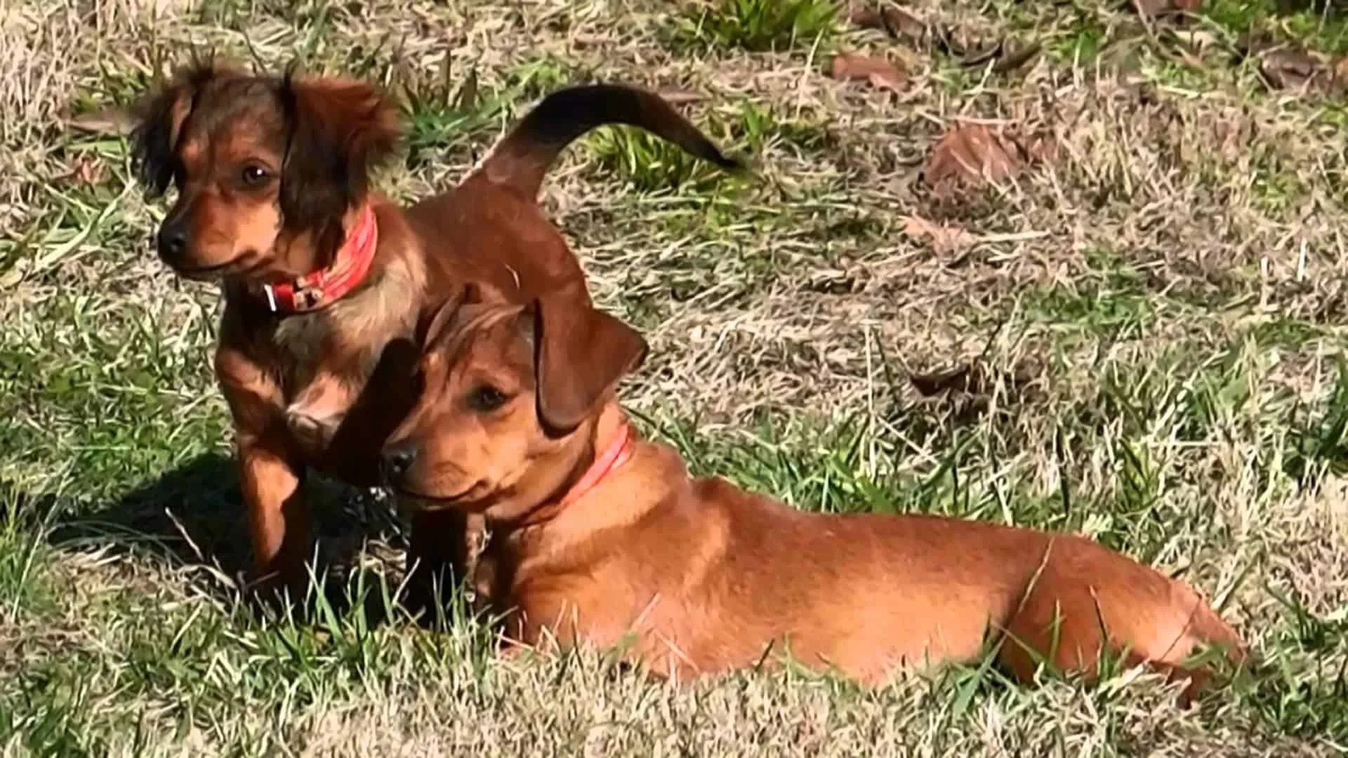 chiweenie