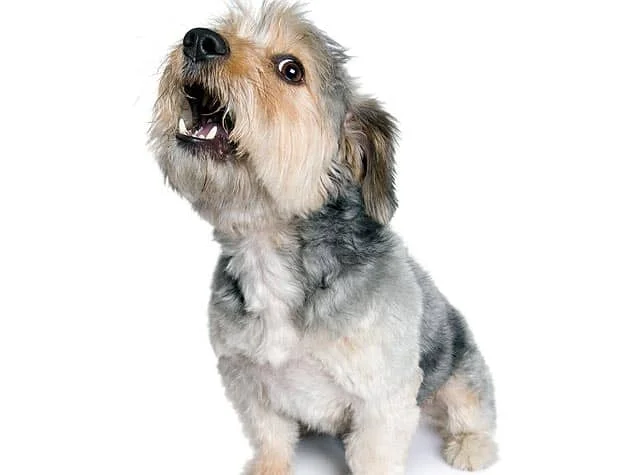 how to train your dog to stop barking