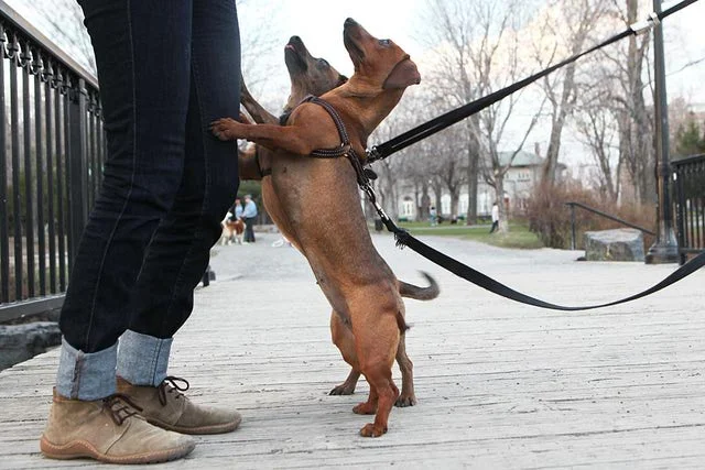 how to stop a dog from jumping