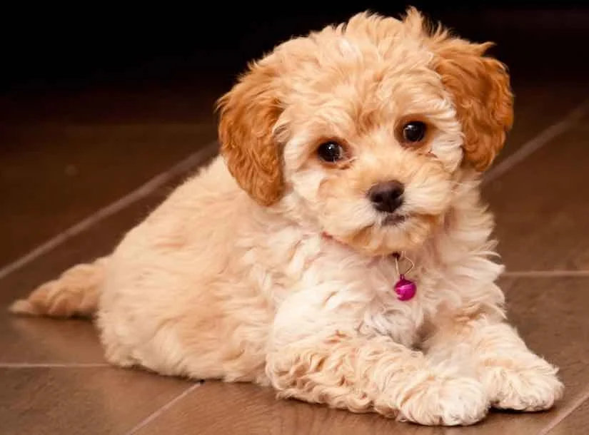 Is a Maltipoo in your future?