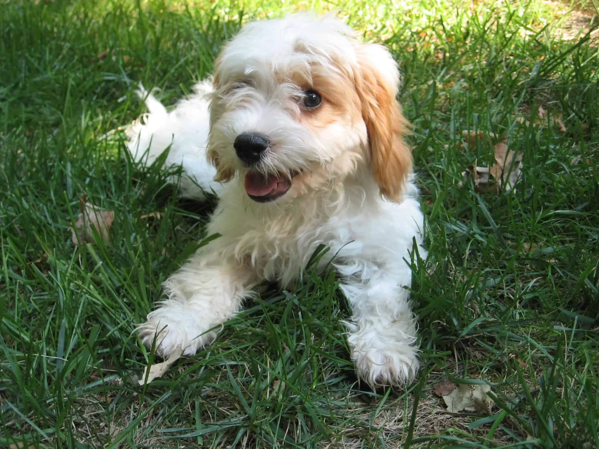 Cavapoo: The Sweet and Playful Breed