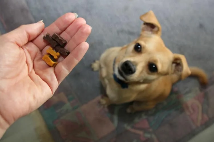 dog training treats