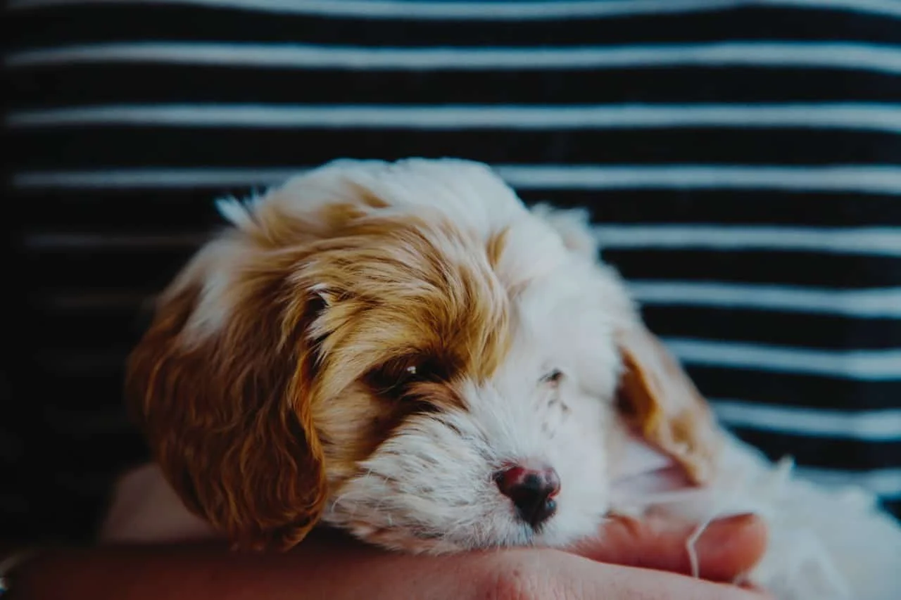 little dog