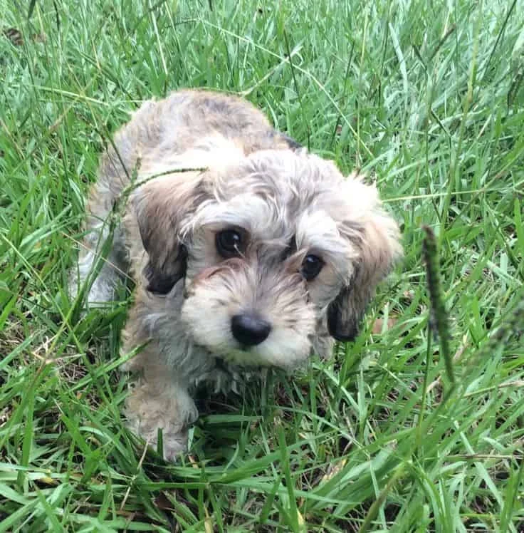 Mauxie: A Playful and Hyperactive Companion