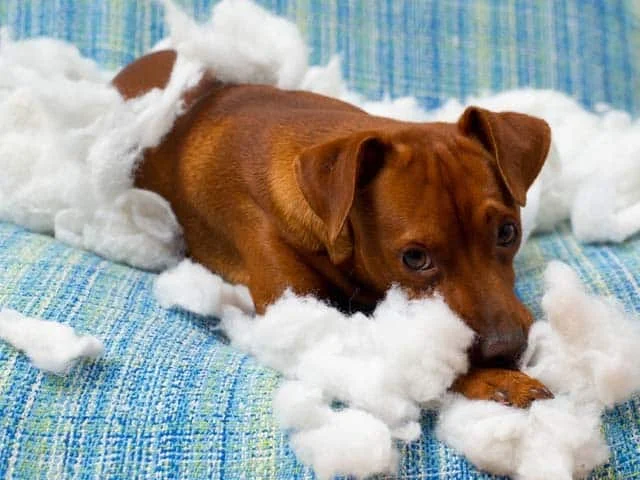 Do You Have A Destructive Dog?