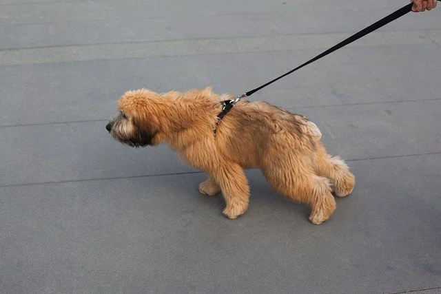 How to stop your dog from pulling on a leash