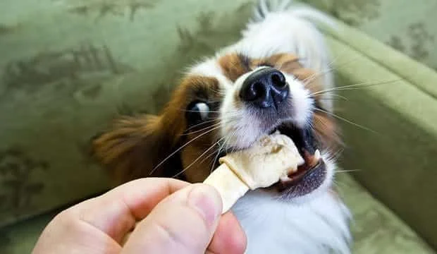 Using Food Treats