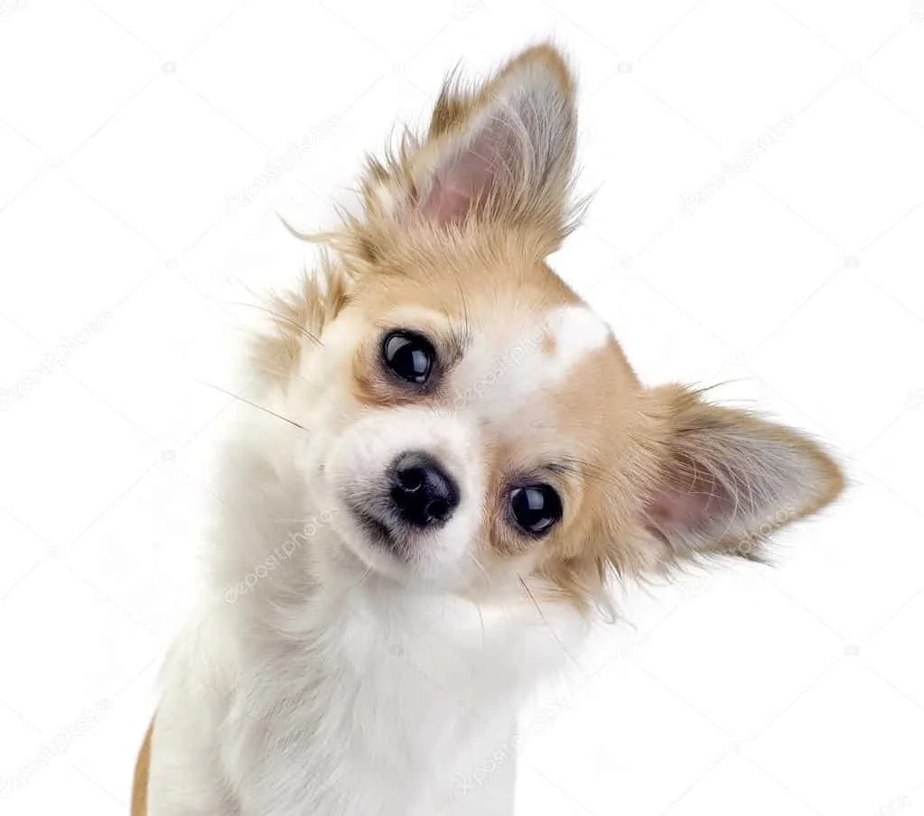 How to read your dog's body language