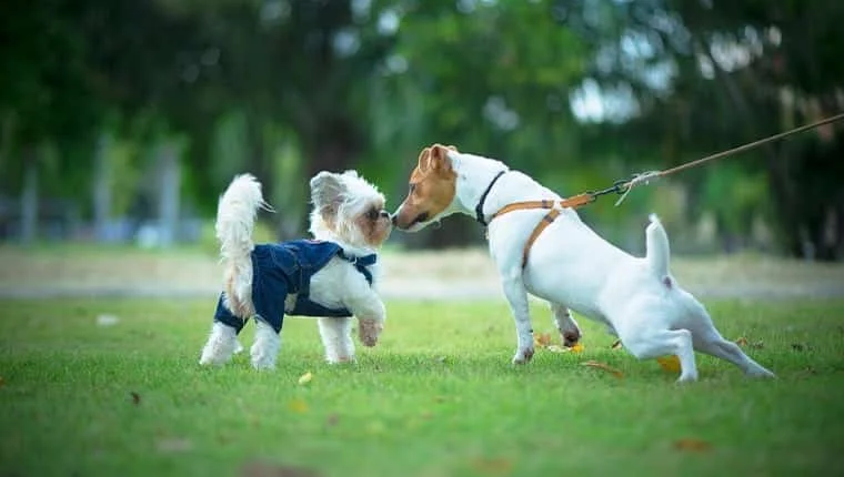 introducing your dog to another dog