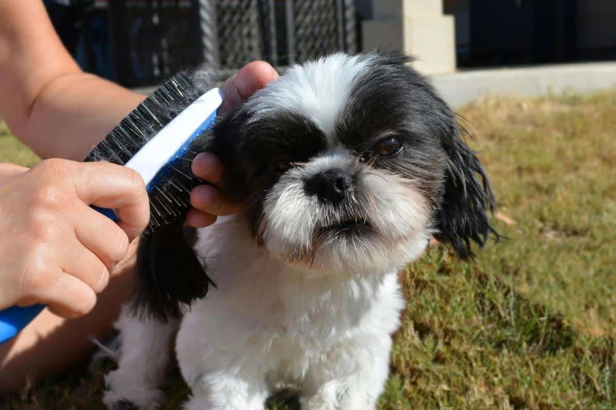 how to groom a shih tzu