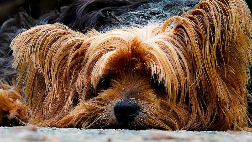 Dog Cancer Treatment