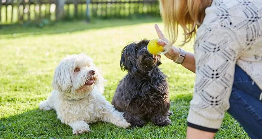 Online Dog Training VS. In Person Dog Training