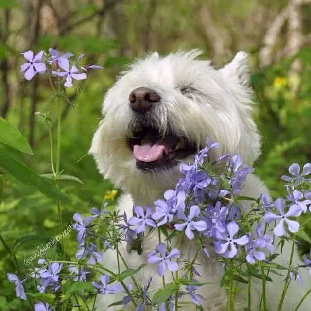 aromatherapy for dogs
