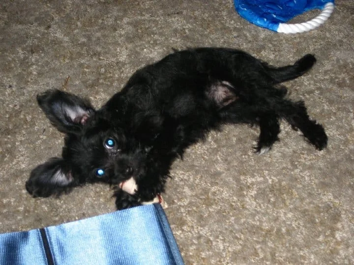 chihuahua poodle mix